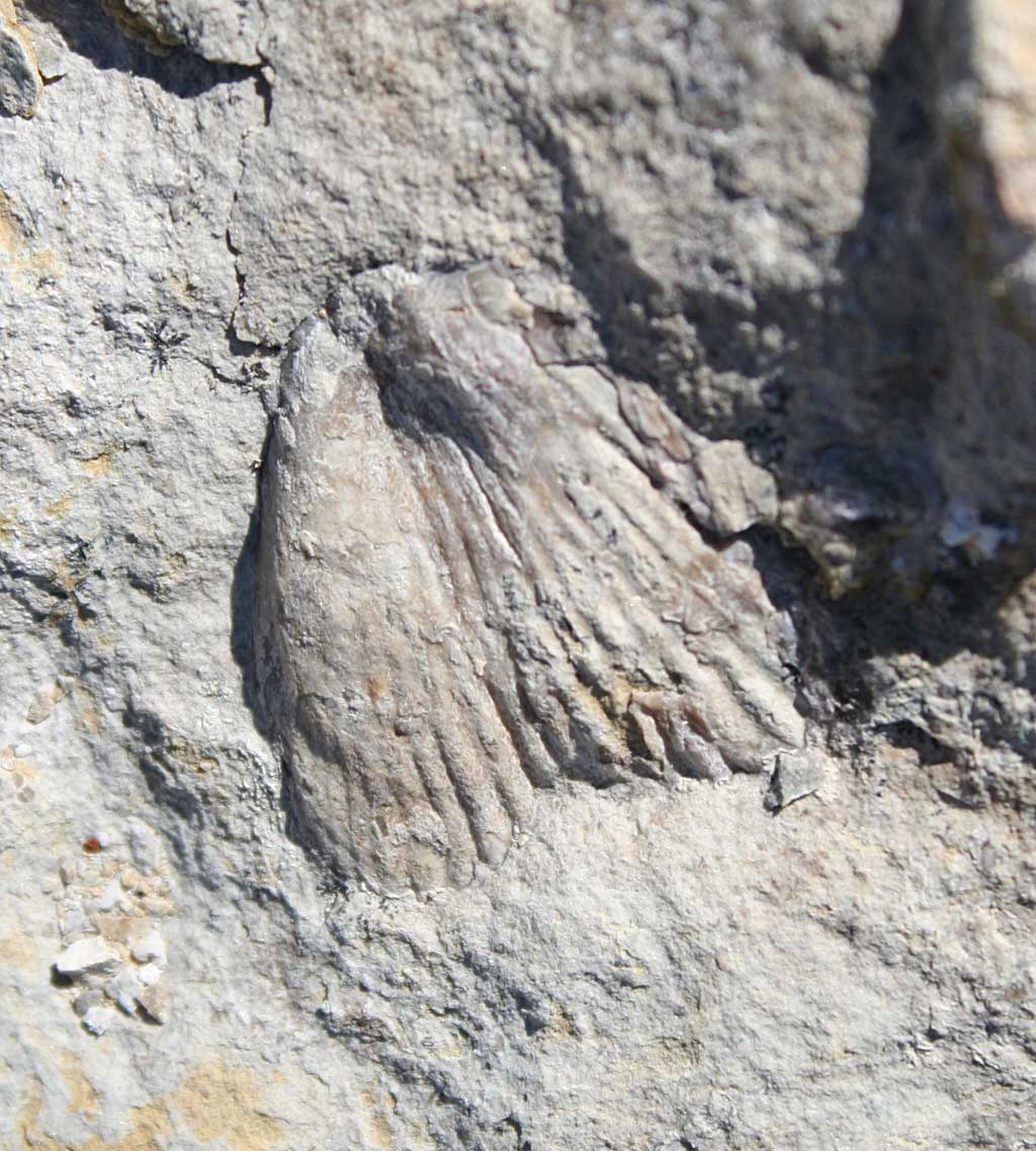Louisville Fossils and Beyond Rhipidium knappi Brachiopod