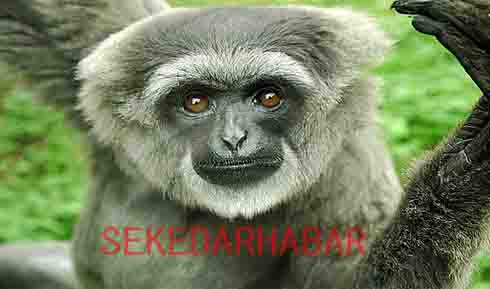 Sekedarhabar Nasip Owa Owa Kalimantan