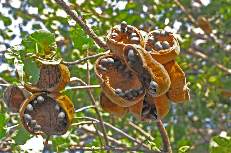 Snapping Africa the very attractive seed pods of the African Star