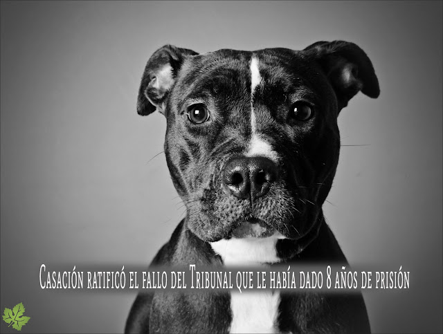 Sentencia completas caso de Santiago Veer por perro pitbull