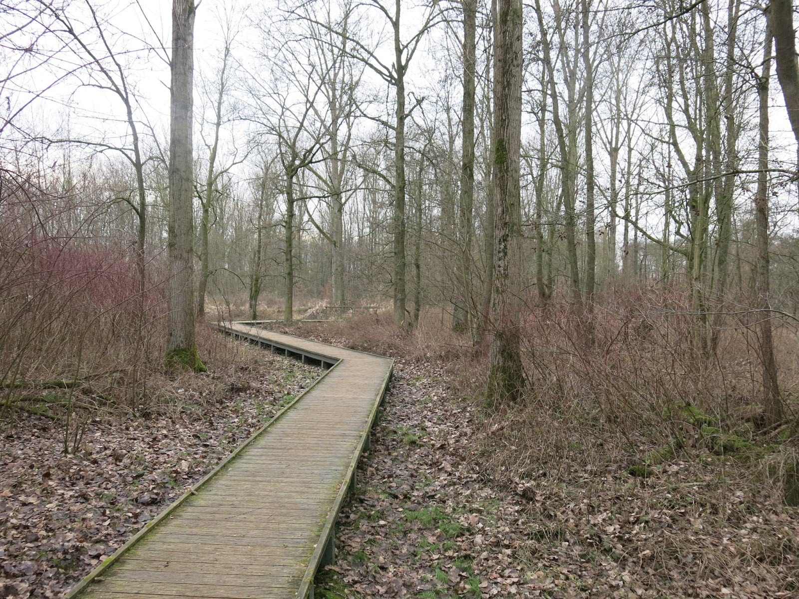 De Toognagel: Wandelen door het Parkbos (Gent-Sint Martens Latem- De Pinte)