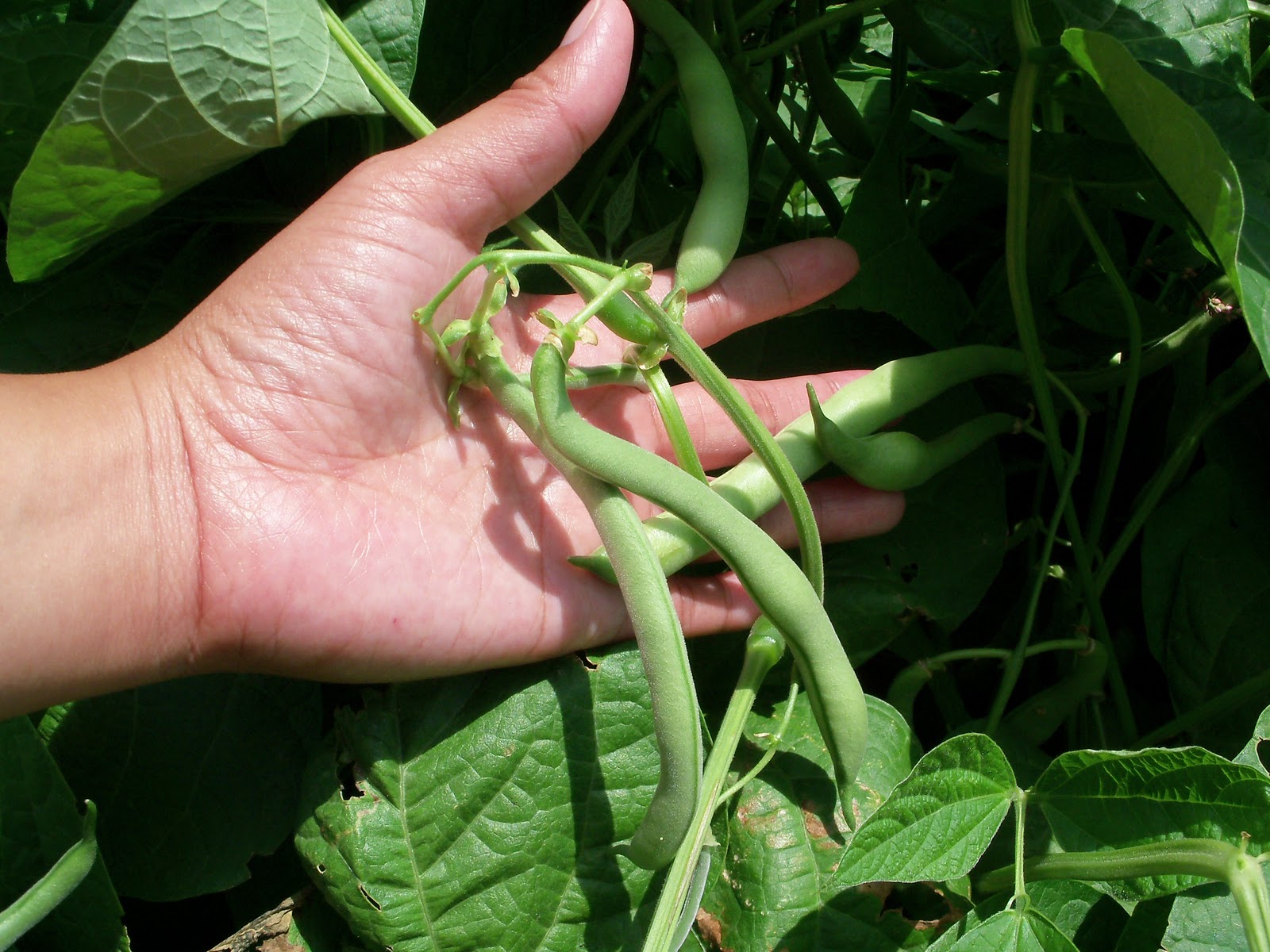 Green Beans Part 1. ( How To Grow ) Garden The Easy Way