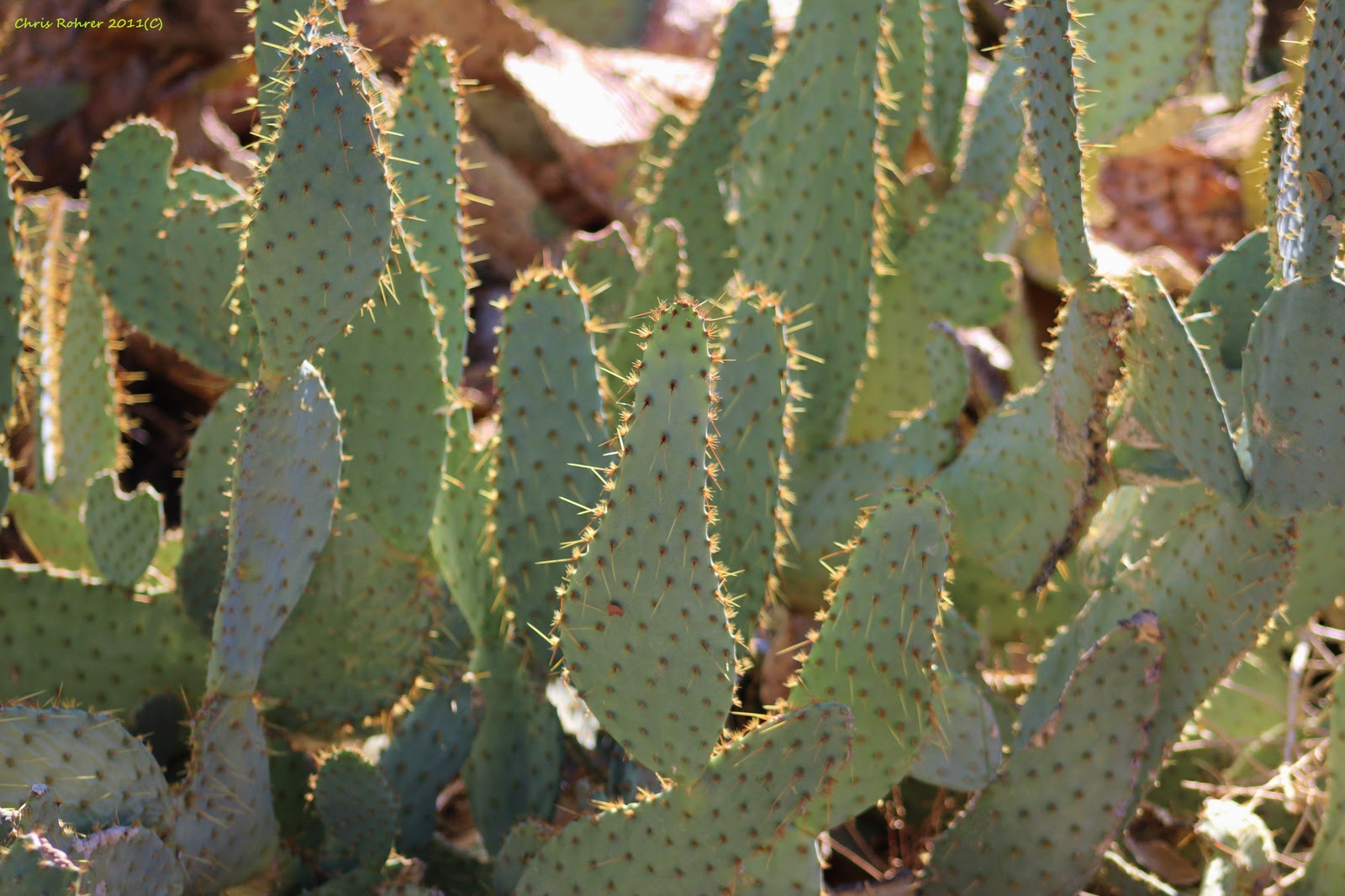 Tongue skyland archive snake