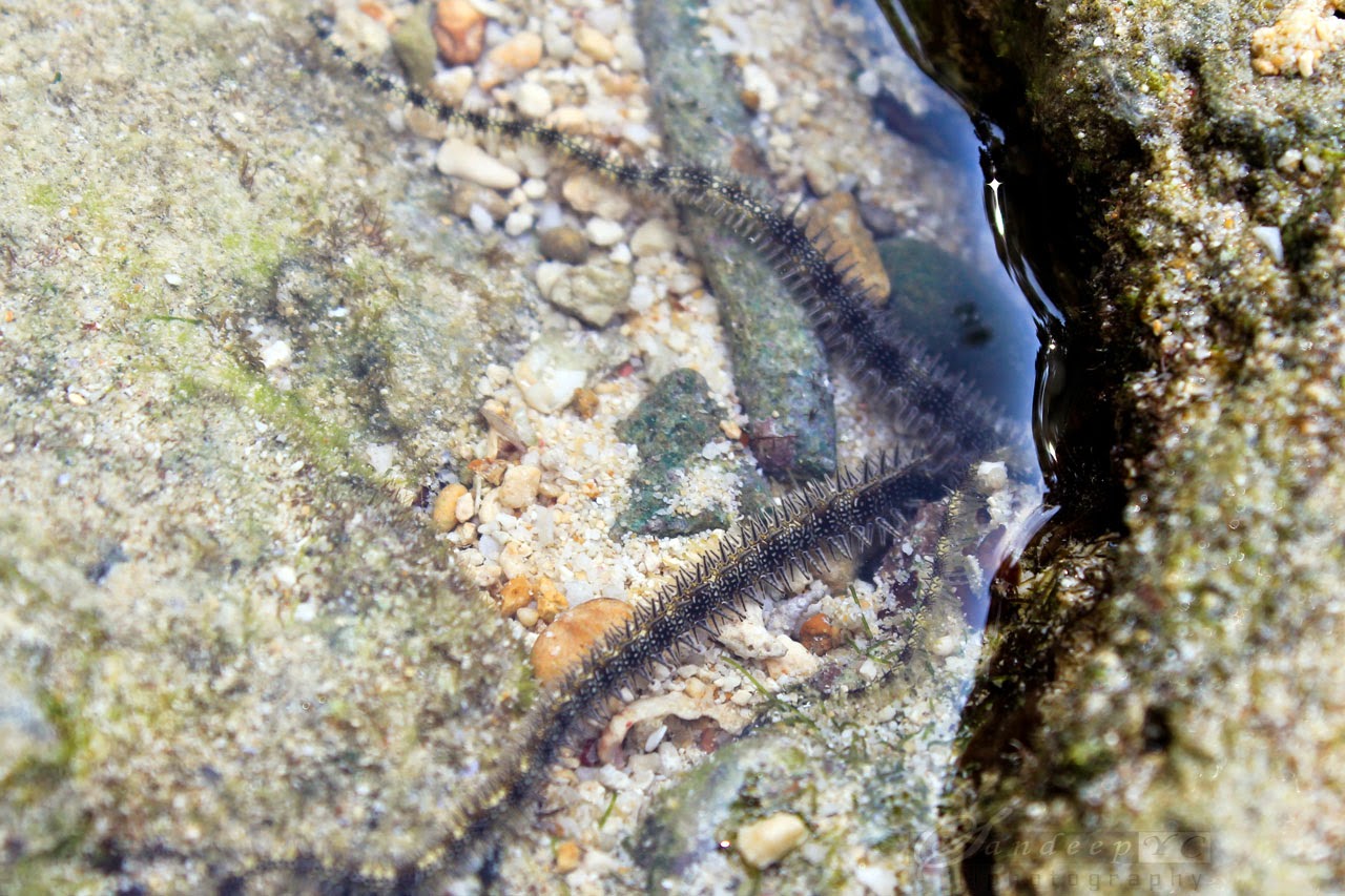 Star fish spotted near the Natural Bridge