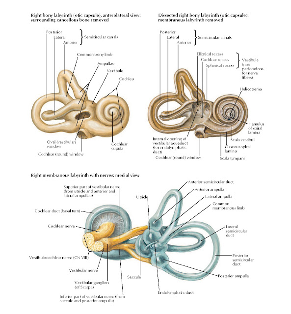Bony and Membranous Labyrinths Anatomy