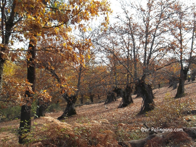 Der Políngano.com: Bosque de castaños