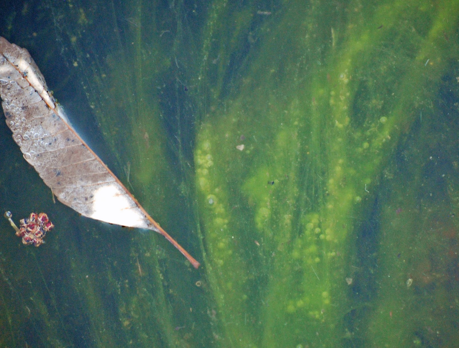 koi-pond-algae-in-winter-4