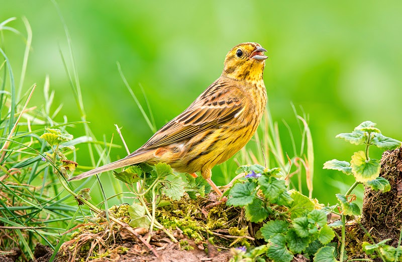 Frans van Boxtel Natuurfotografie 