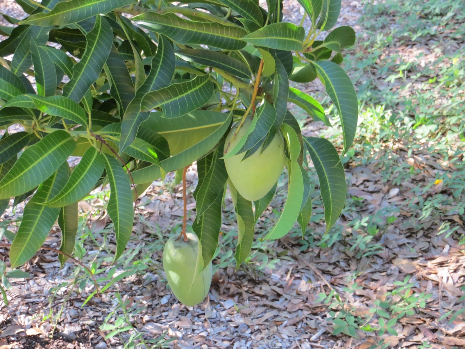 MRFC Articles Mangos, Mangos, Mangos