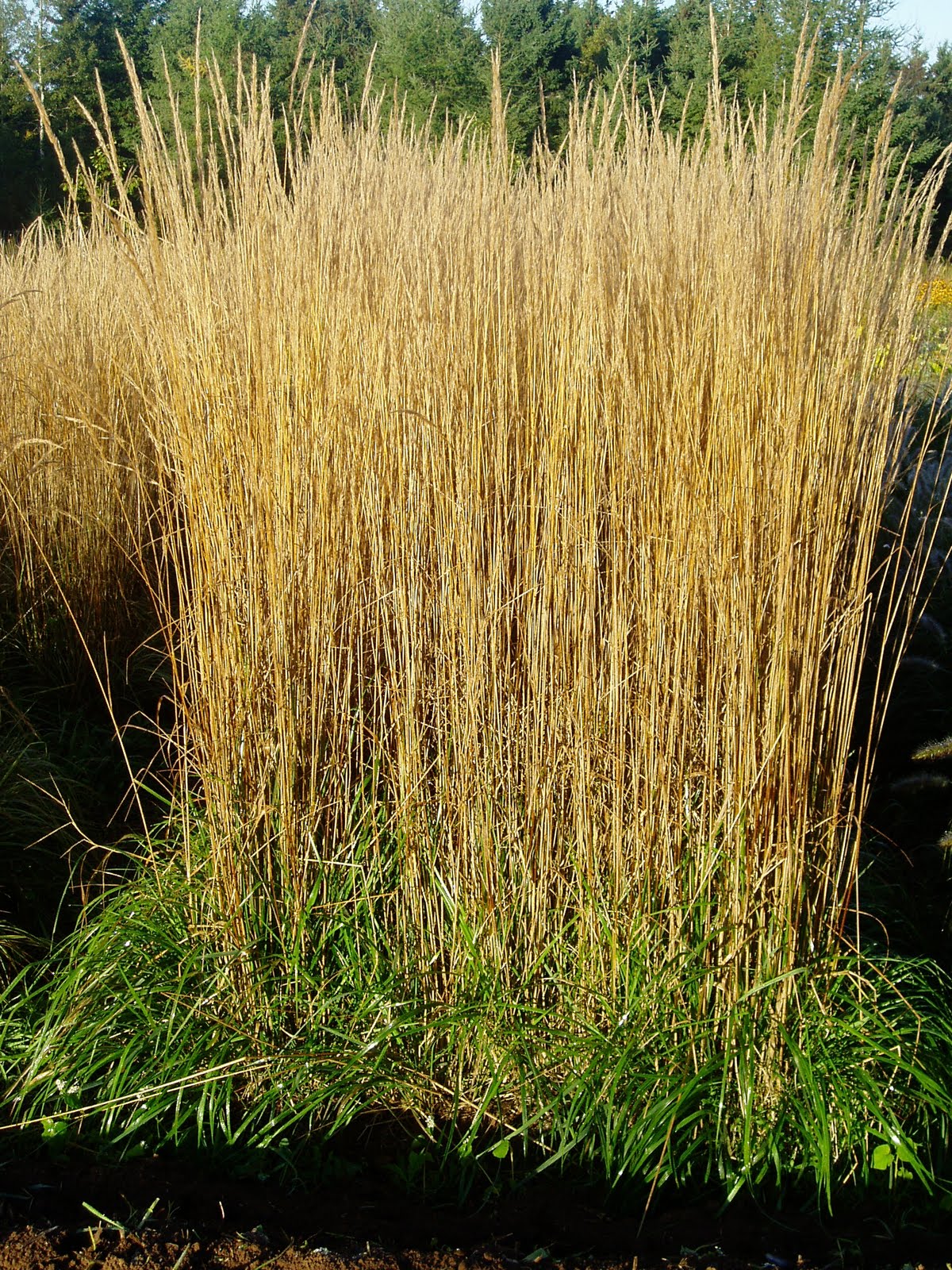 Lovegrass Farm: Calamagrostis x acutiflora 'Karl Foerster' at Lovegrass