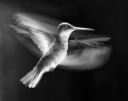 hummingbird bird wings speed amazing hummingbirds tattoo nature exotic birds humming wildlife wing flickr outstanding colibri turboprop fly secrets digital