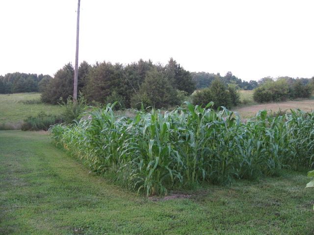 Simple Life: Garden Update for 14 July 2011