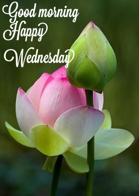 Happy Wednesday Images