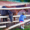 Black Mountain Colorado Dude Ranch