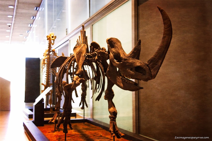 Museo de Paleontología de Castilla la Mancha (MUPA). Tierra de Dinosaurios