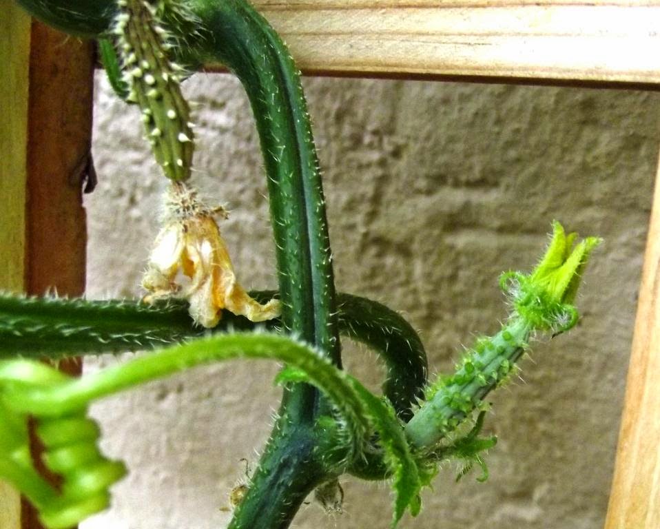 Roots 'n' Shoots Cucumber How To Grow Fruit of the Month