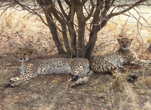 due femmine di ghepardo al cheetah conservation fund