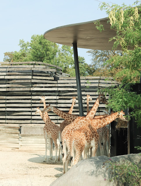 girafe du zoo de vincennes