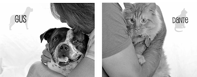 cat and dog photos from 2015 calendar supporting animal rescue