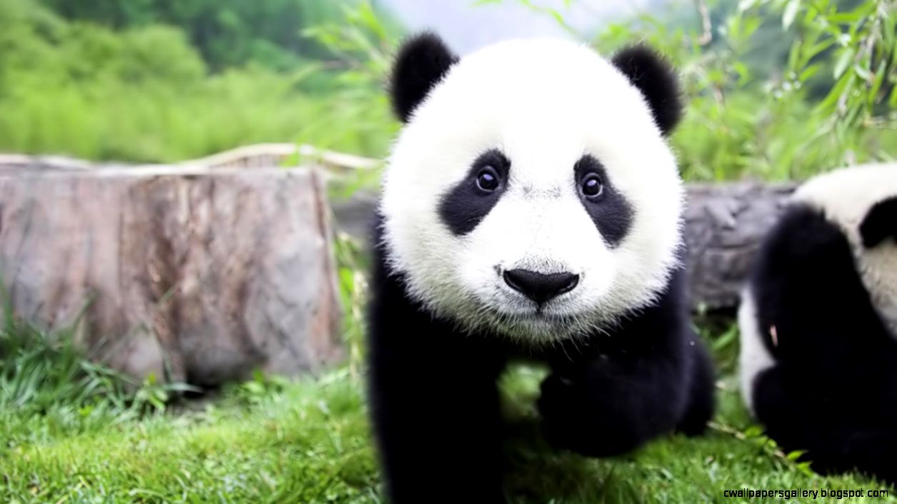 Cute Baby Panda Waving | Wallpapers Gallery