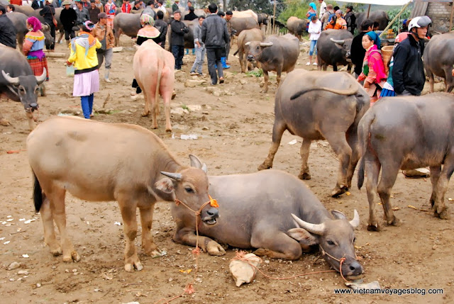 La gaiété des habitants au marché hebdomadaire à Bac Ha - Photo An Bui La gaiété des habitants au marché hebdomadaire à Bac Ha - Photo An Bui
