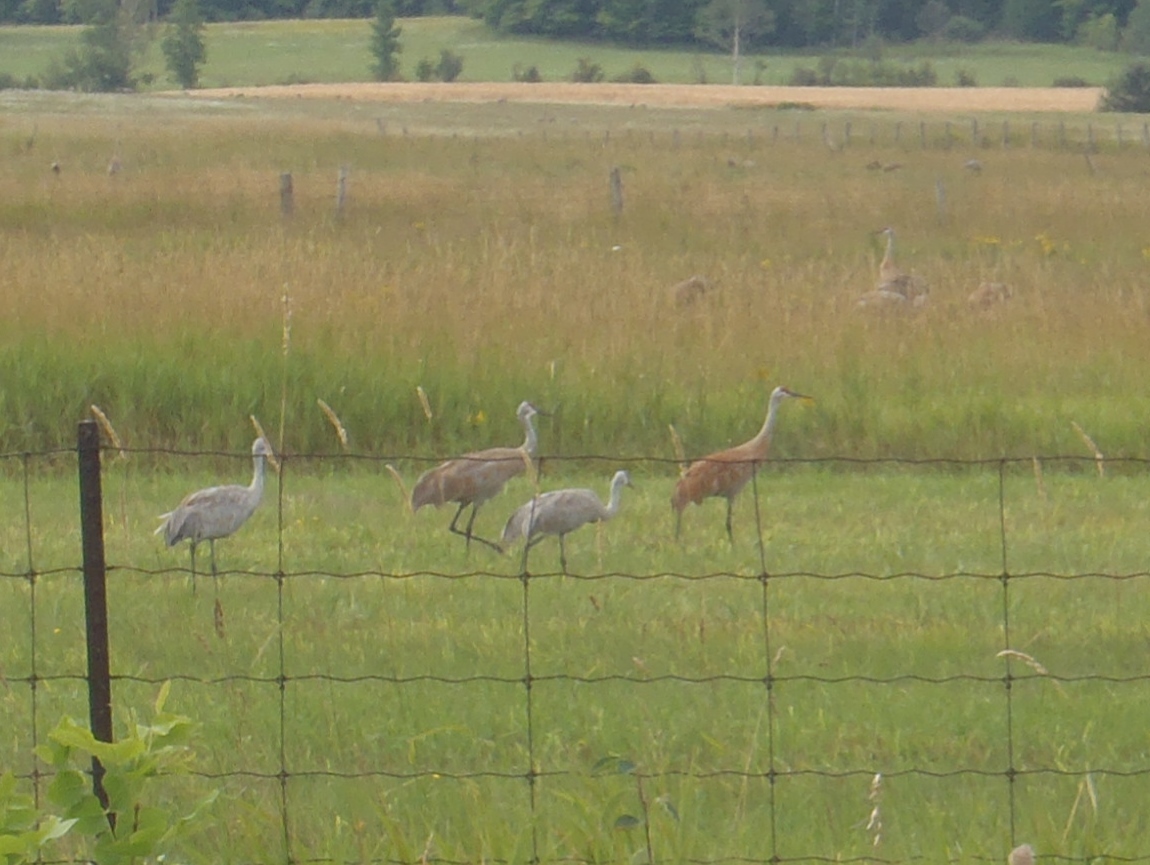 Ontario Birds and Wildlife: Manitoulin Island
