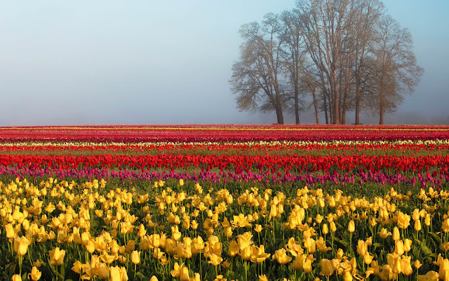 Foto van een veld vol gekleurde tulpen in de lente
