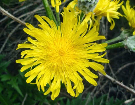 Diente de león (Taraxacum officinale) flor amarilla