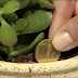 THIS PLANT ATTRACTS MONEY LIKE A MAGNET, IT’S A MUST HAVE IN YOUR HOME