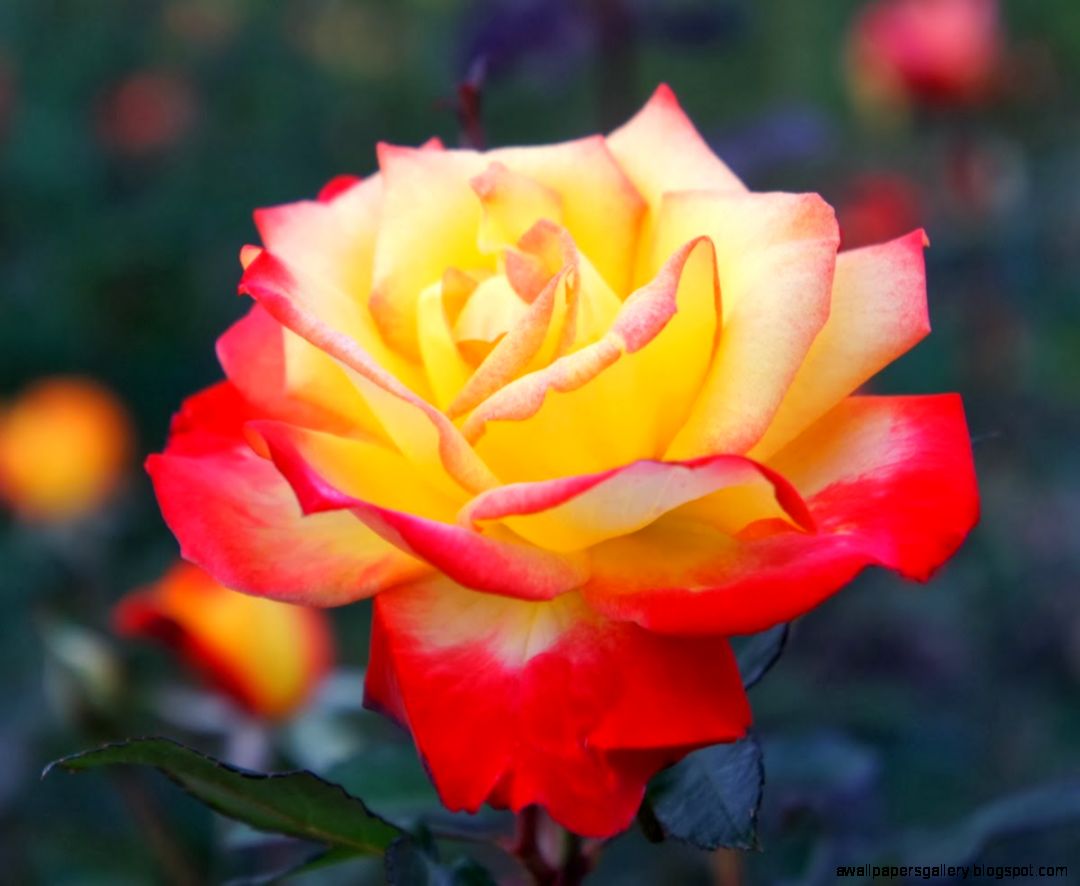 Top 10 Most Beautiful Roses In The World Wallpapers Gallery