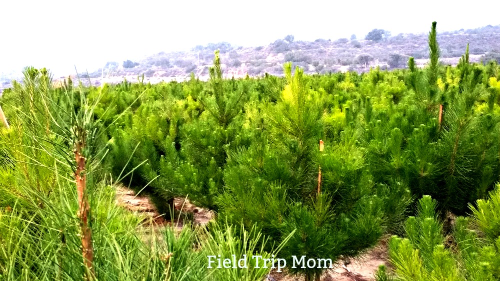 Top 4 Southern California Places to Buy a Fresh Christmas Tree