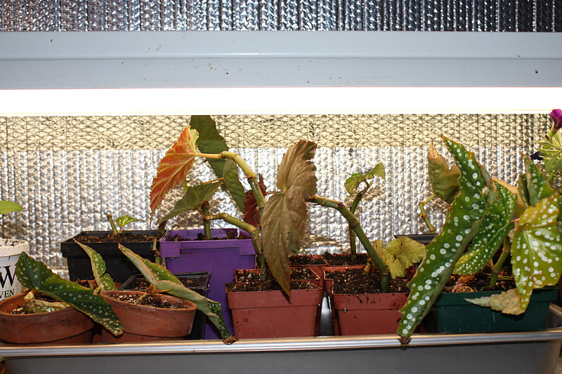 Propagate Begonia Stem Cuttings in water Canelike Angel Wing Begonia