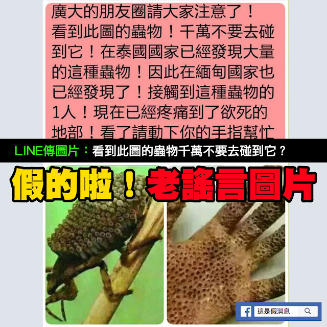 蟲物 泰國 洞洞 手 緬甸 負子蟲