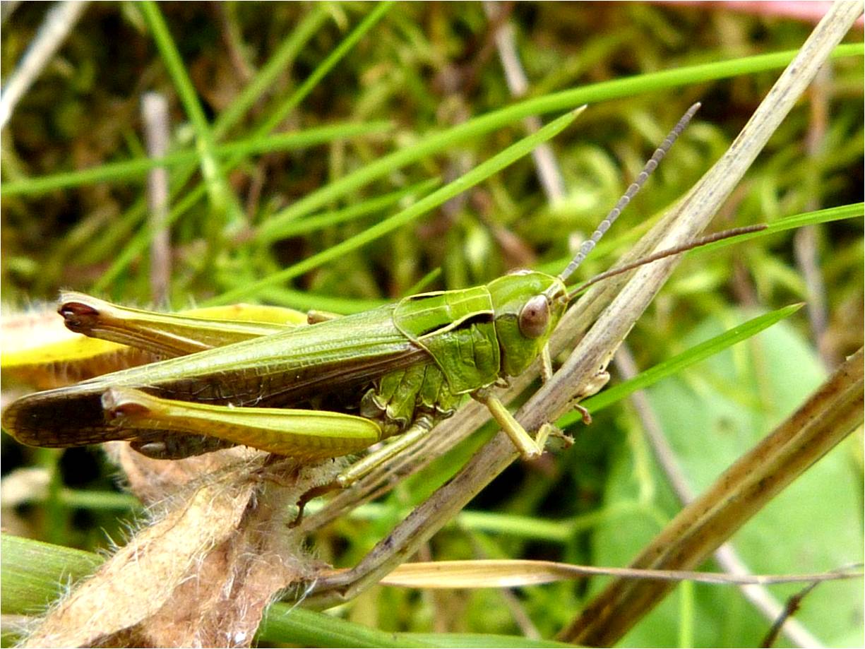 Grasshoppers Grasshoppers