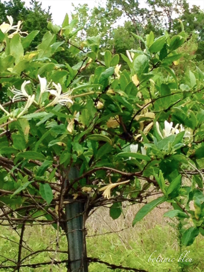 Botanic Bleu Wild Honeysuckle Vine Topiary
