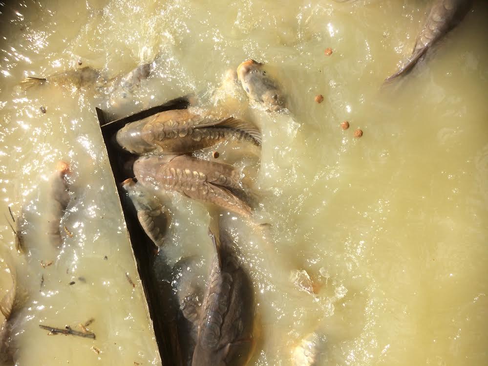 The Gate Lodge Campsite Tenterden Kent Gallery