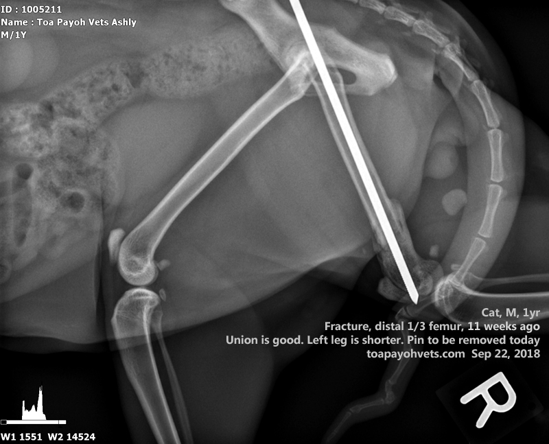 Veterinary, Photography and Travel Stories for vet students and pet