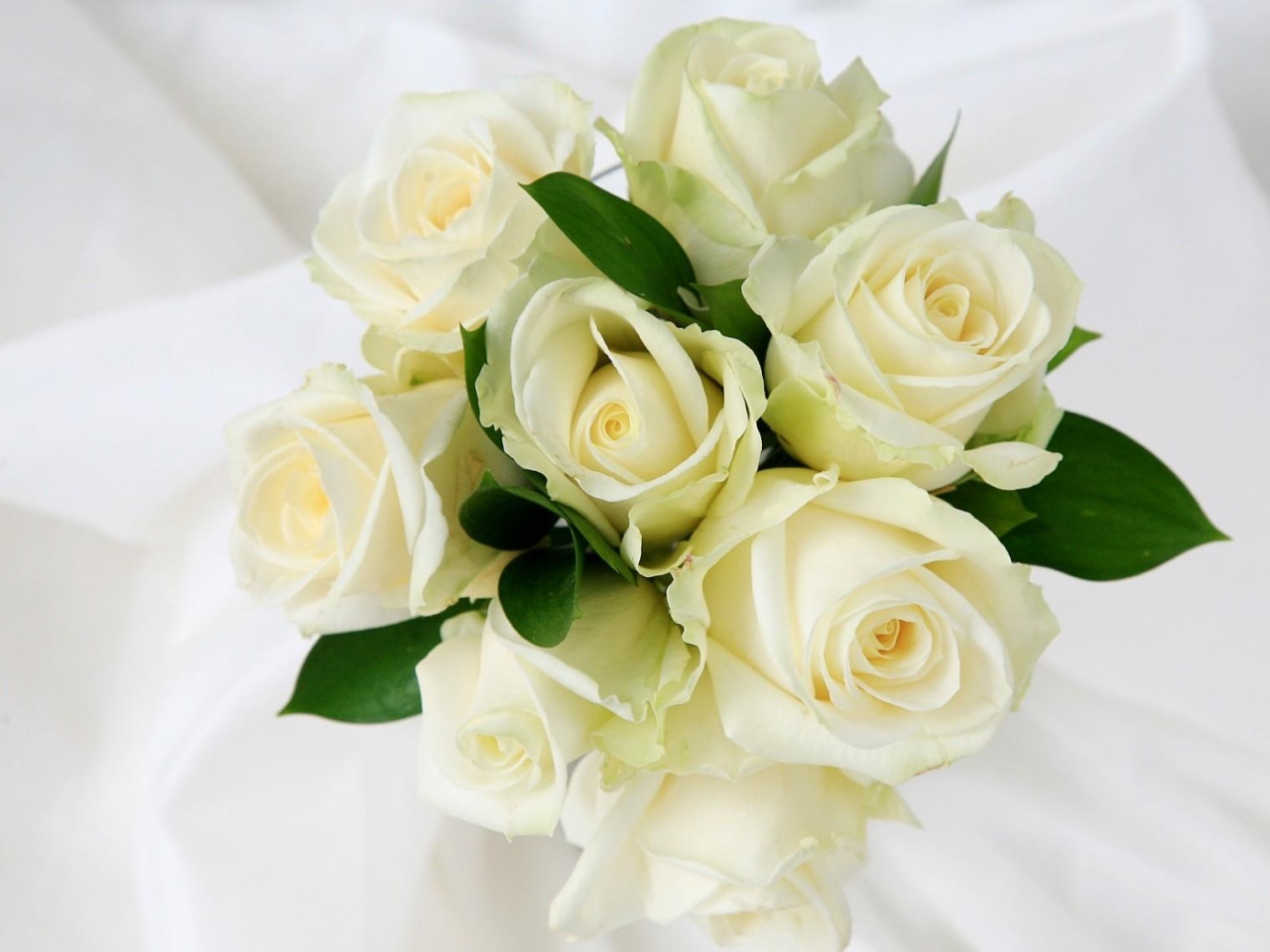50 Gambar Mawar  Putih  Yang Cantik Ayeey com