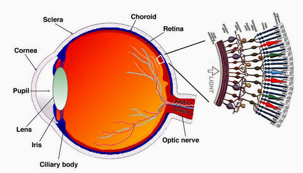 How Does the Human Eye Work? - Ency123