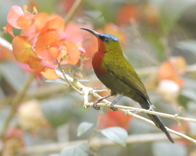 Kolibri Merak Burung Madu Merak Gunung