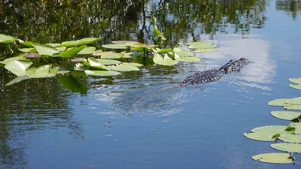 Everglades National Park  Royal Palm alligator crocodile