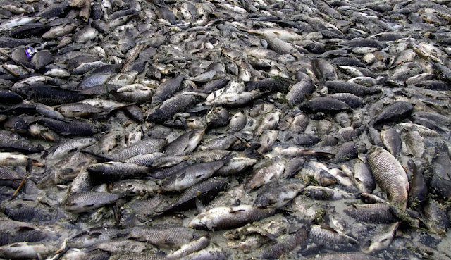 Ribuan Ikan Mas Mati Mendadak di Sungai Eufrat, Sabda Nabi tentang Kiamat Jadi Kenyataan?