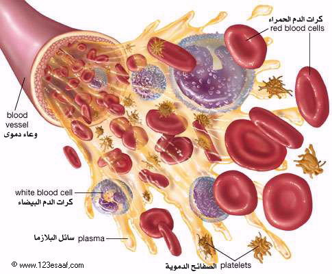 الصفائح الدموية والأوعية