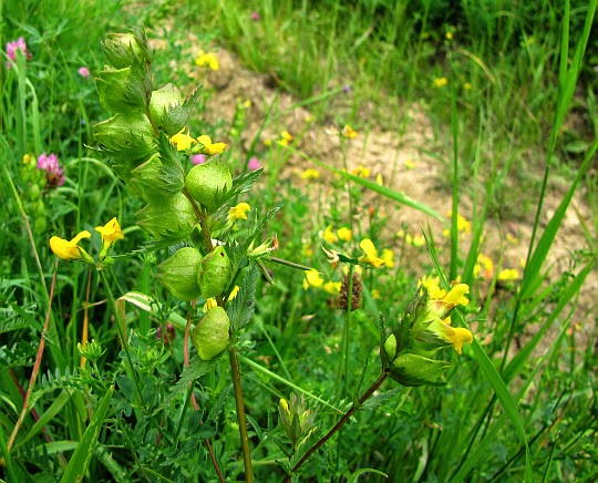 Groszek żółty (Lathyrus pratensis L.)