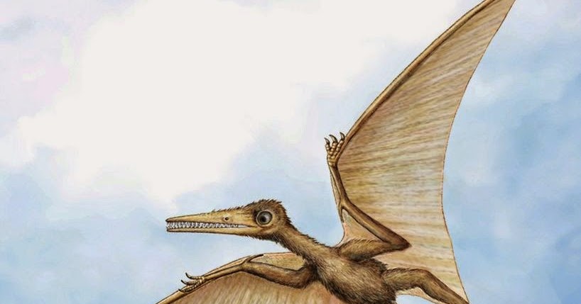 [Paleontology • 2014] <i>Kryptodrakon progenitor</i&am...