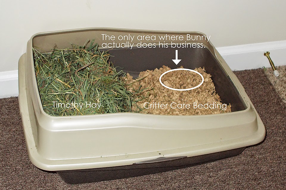 Sophie, Charlie, and Gracie's Bunny Care Blog : Basic Care Are Cedar Chips Toxic To Cats