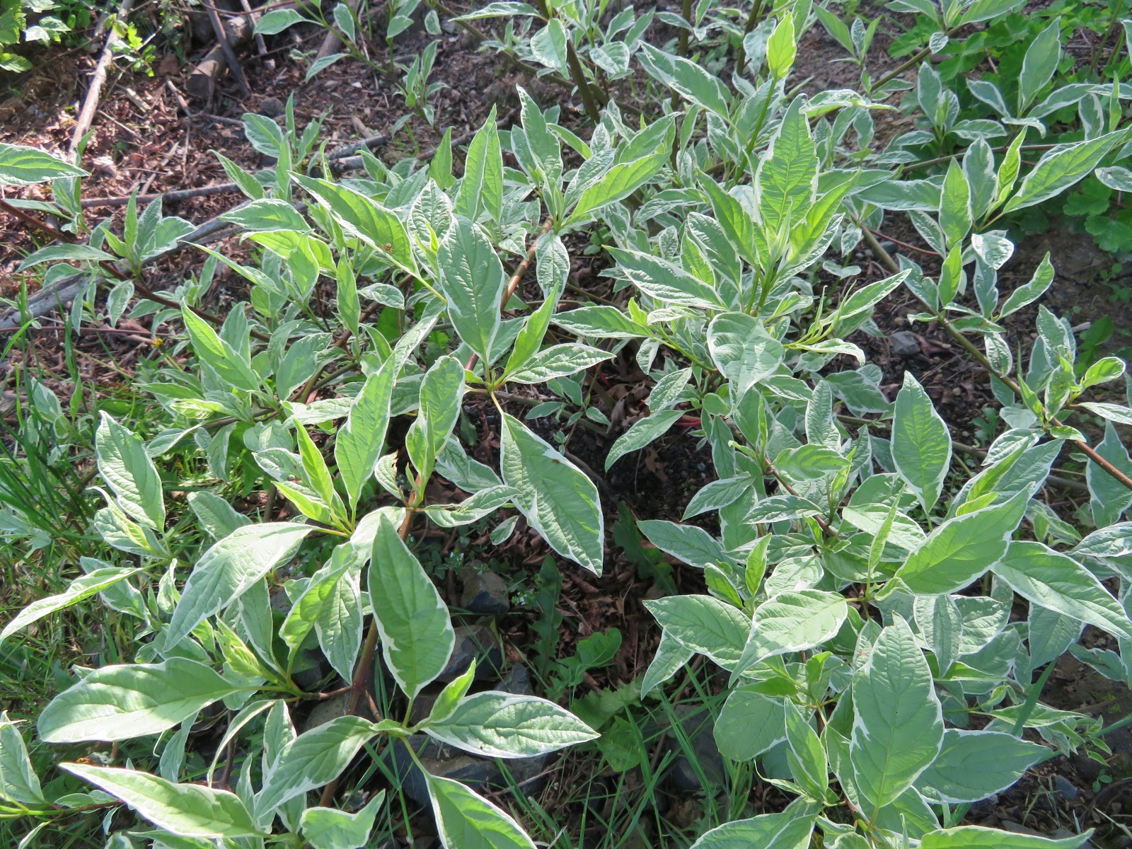 Spireas Brighten Any Garden