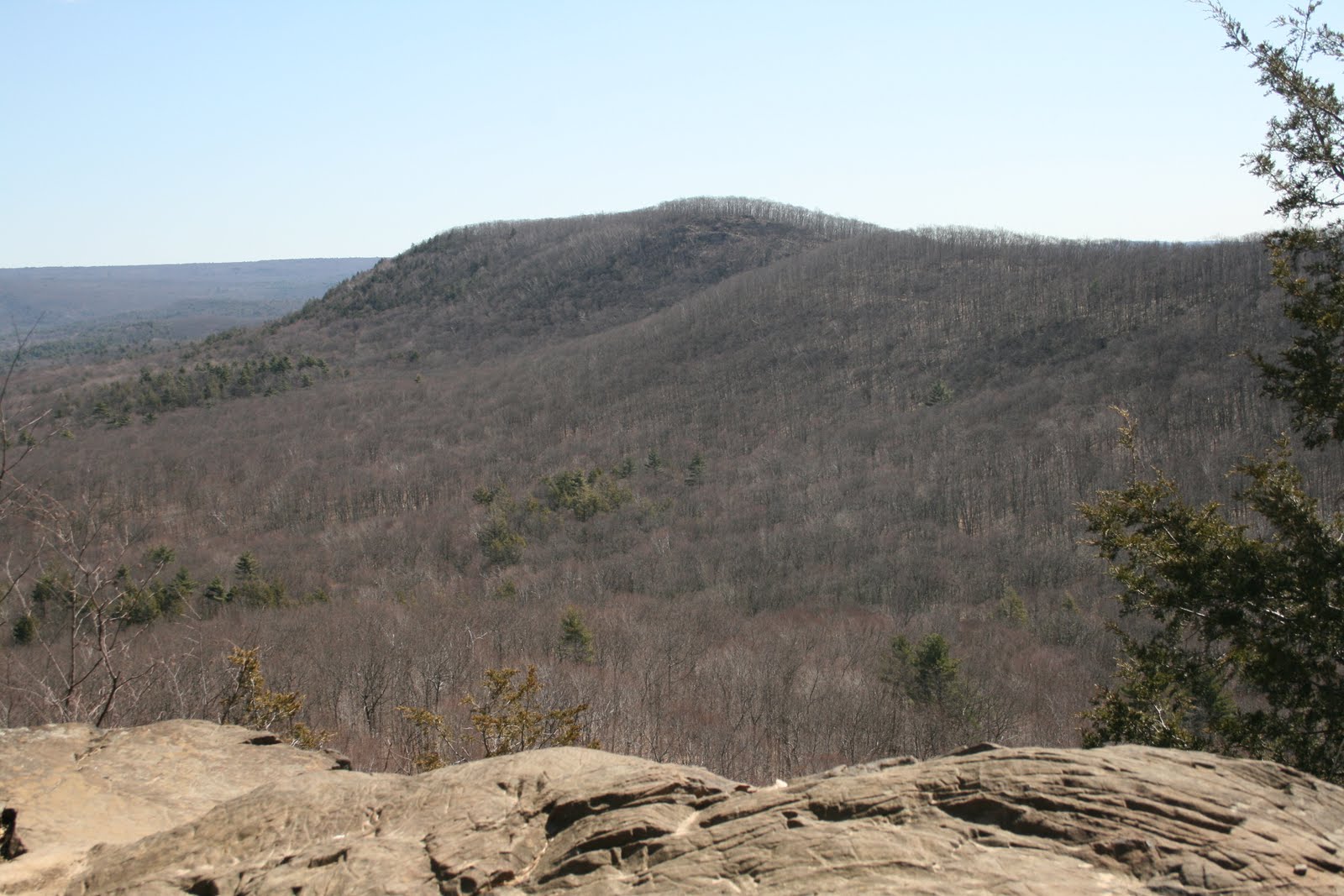Spicebush Log Rattlesnake Knob and Beyond