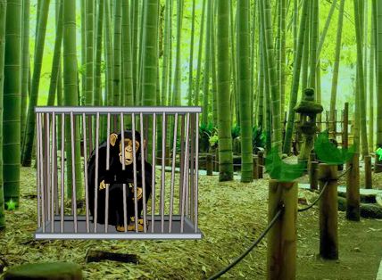 WowEscape Bamboo Forest Monkey Escape