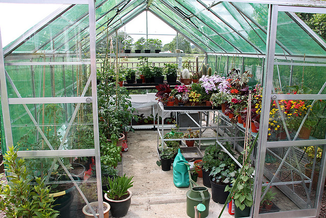 Canada Floral Delivery Blog Plants  For Your Greenhouse 